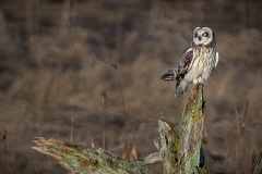 jlrobertson_short-eared-owl_7