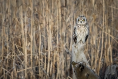 jlrobertson_short-eared-owl_8