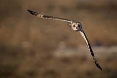 jlrobertson_short-eared-owl_9