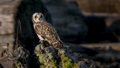 jlrobertson_short_eared_owl_2