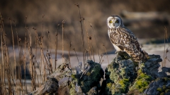 jlrobertson_short_eared_owl_3