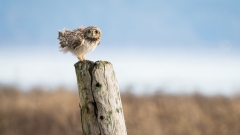 jlrobertson_short_eared_owl_4