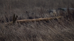 jlrobertson_short_eared_owl_5