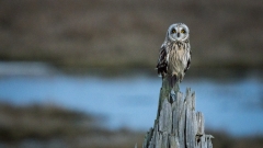 jlrobertson_short_eared_owl_6