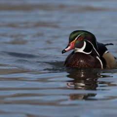 jlrobertson_woodduck