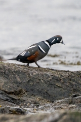 jlrobertson_harlequin-duck