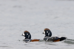 jlrobertson_harlequin-ducks_1