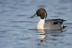 jlrobertson_northern-pintail-2