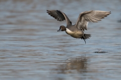 jlrobertson_northern-pintail_3