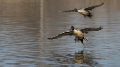 jlrobertson_northern_pintail