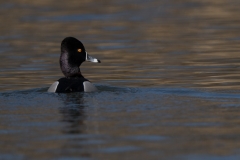 jlrobertson_ring-necked-duck