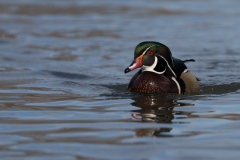 jlrobertson_woodduck